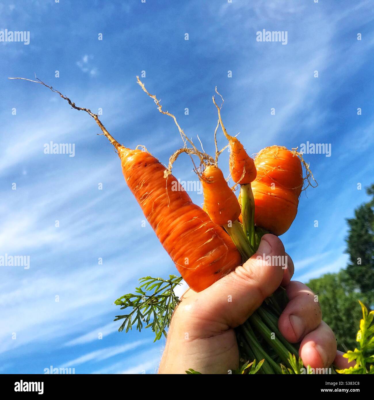 Hausgemachte Karotten, die gerade aus einem Garten im Juli in Großbritannien geerntet wurden Stockfoto