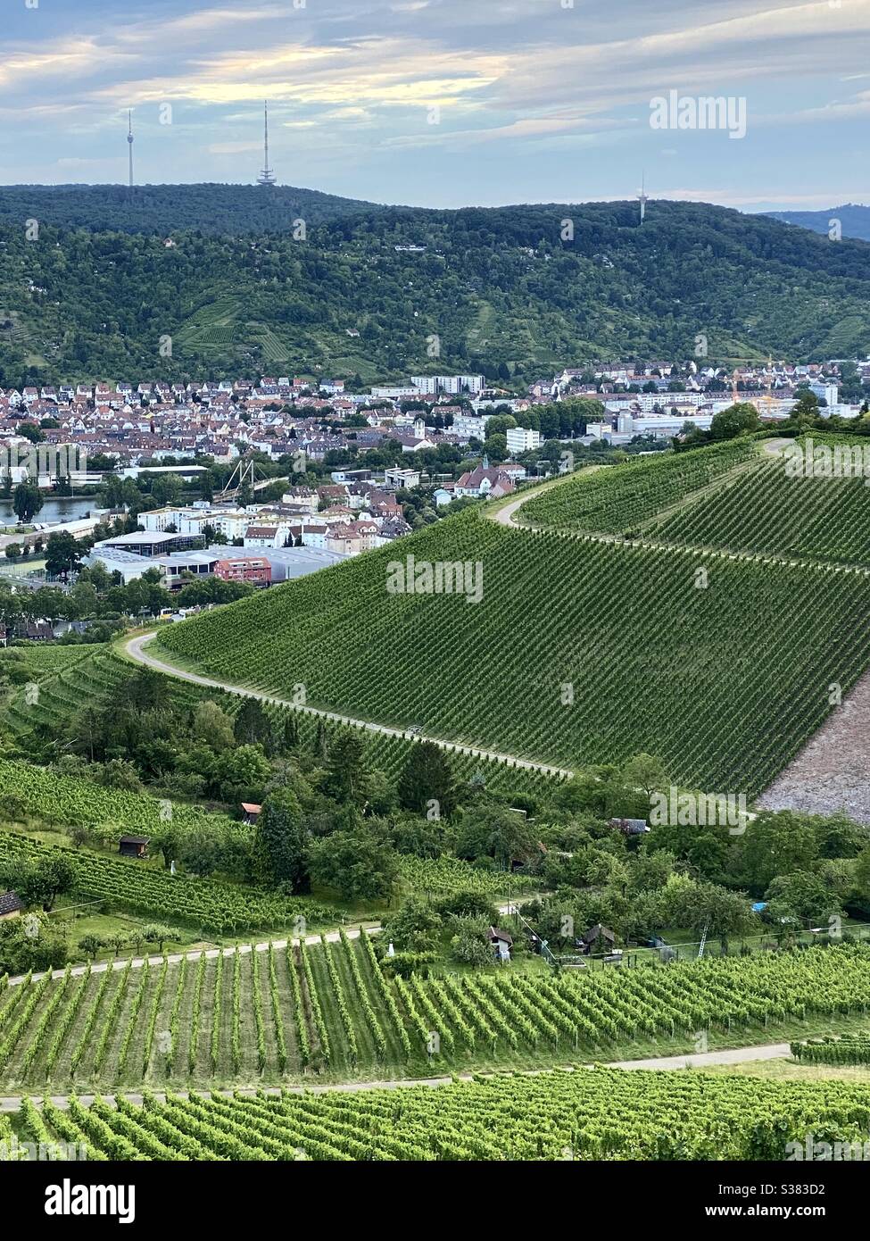Weinberge in Stuttgart, Deutschland - Smartphone-aufgenommenes Stockfoto