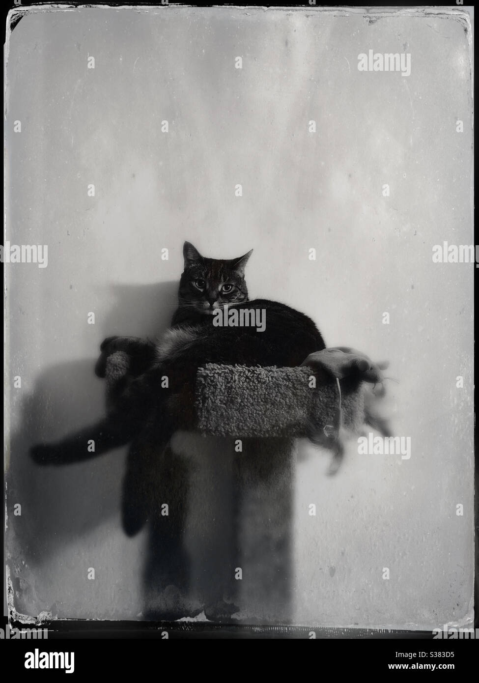 Zinn Typ Tabby Cat - Smartphone-aufgenommenes Stockfoto