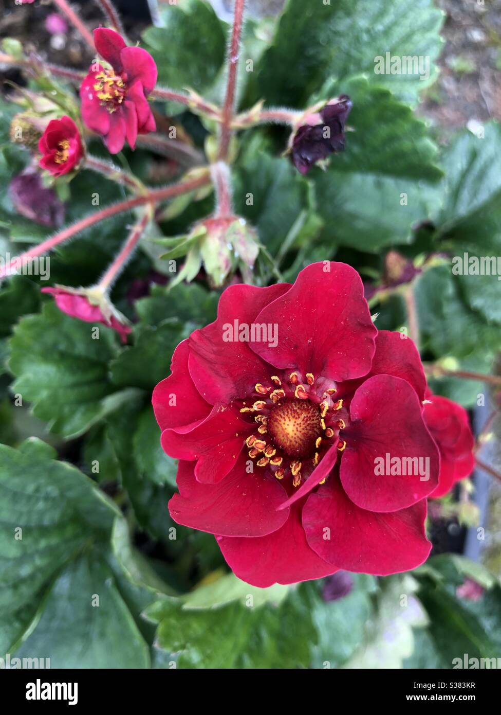 Berried Treasure oder Red Strawberry Fragaria ananassa wächst im PNW im Juli. Stockfoto