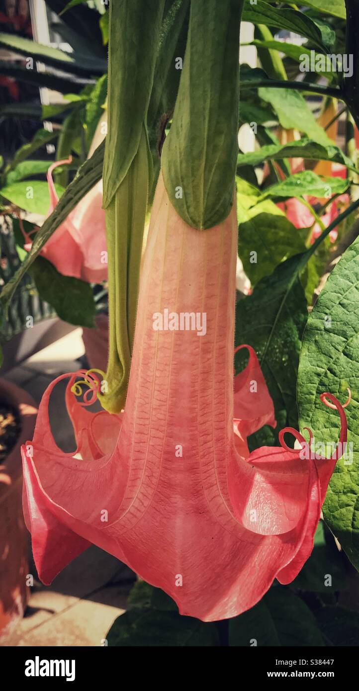 Engel Trompete Blume (Brugmansia) in Kew botanischen Gärten. Herkunft Südamerika, Verwandter der gemeinen Tomate Stockfoto