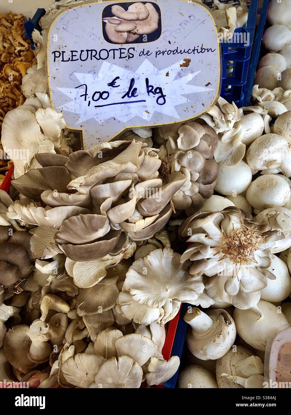 Pleurotes Pilze zum Verkauf auf dem französischen Marktstand - Le Blanc, Indre, Frankreich. Stockfoto