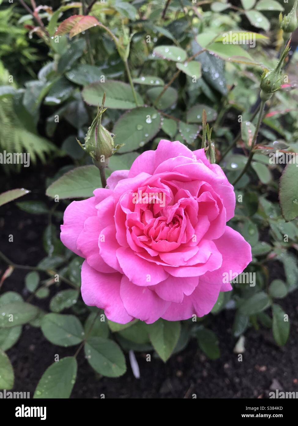 Eine „Mayflower“ Rose von David Austin Stockfoto
