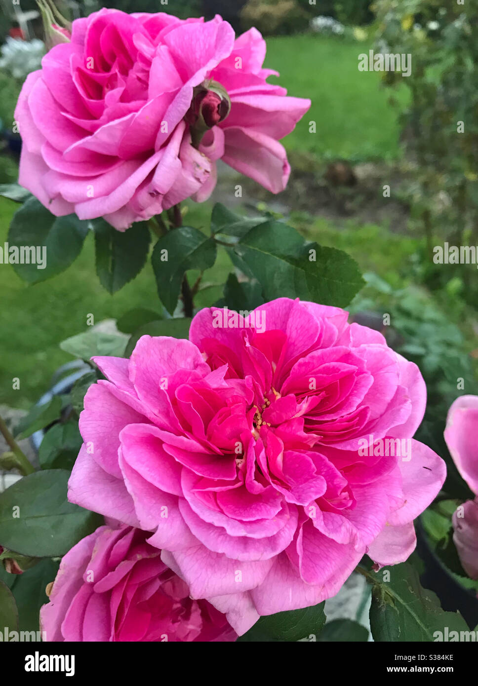 Rosa „Gertrude Jekyll“ Rosen von David Austin - Smartphone-aufgenommenes Stockfoto