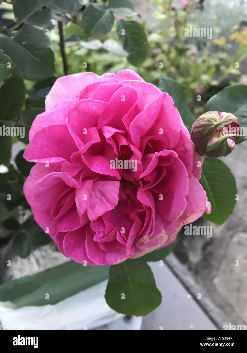 Eine „Gertrude Jekyll“ Rose von David Austin - Smartphone-aufgenommenes Stockfoto