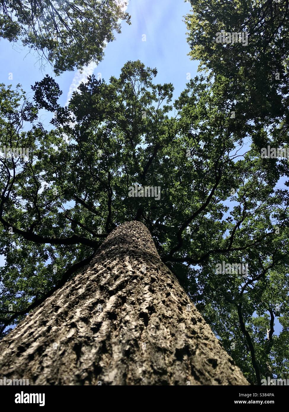 Reife Eiche im Sommerblatt - Smartphone-aufgenommenes Stockfoto