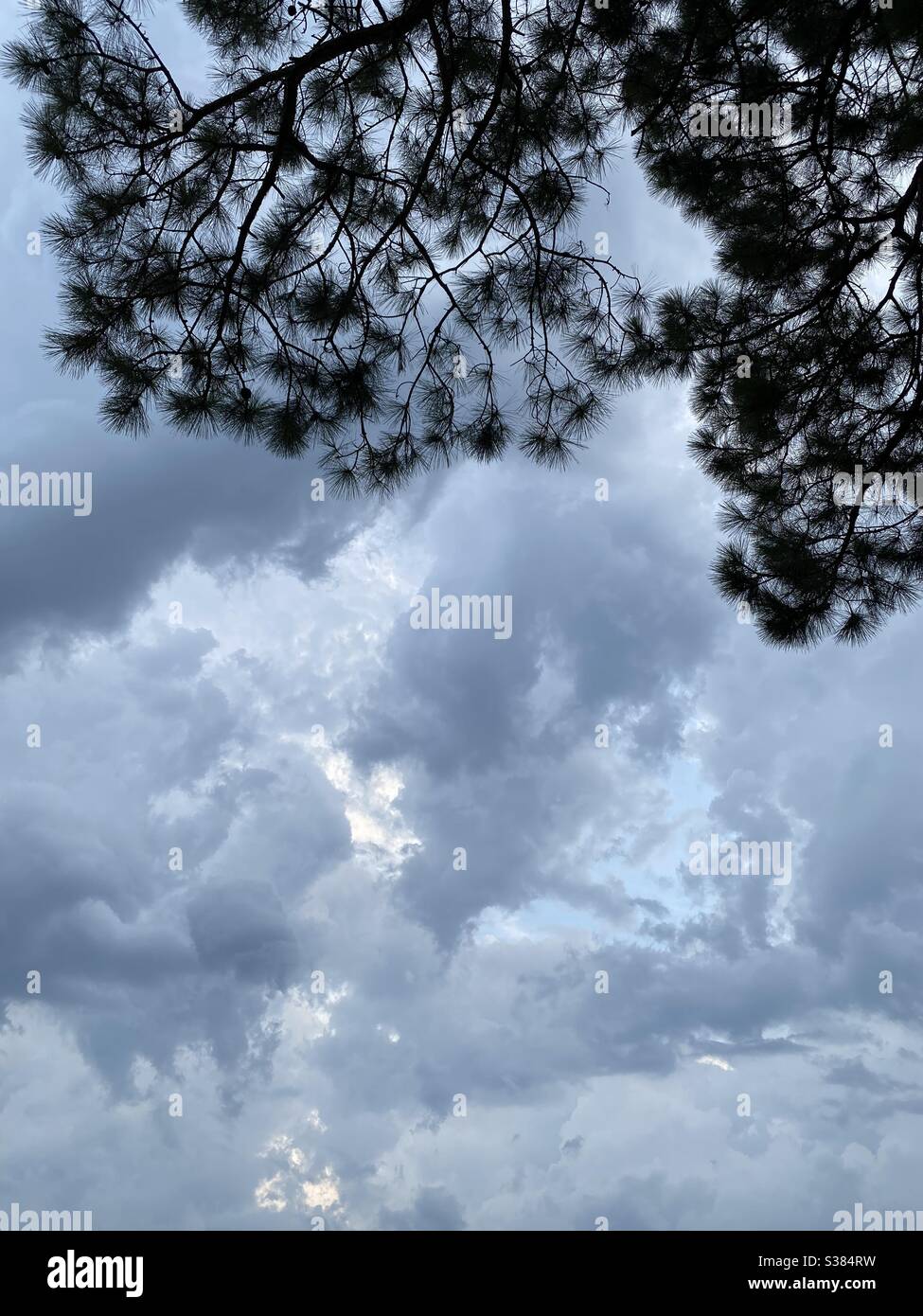 Stürmischer Himmel mit Kiefernästen Stockfoto