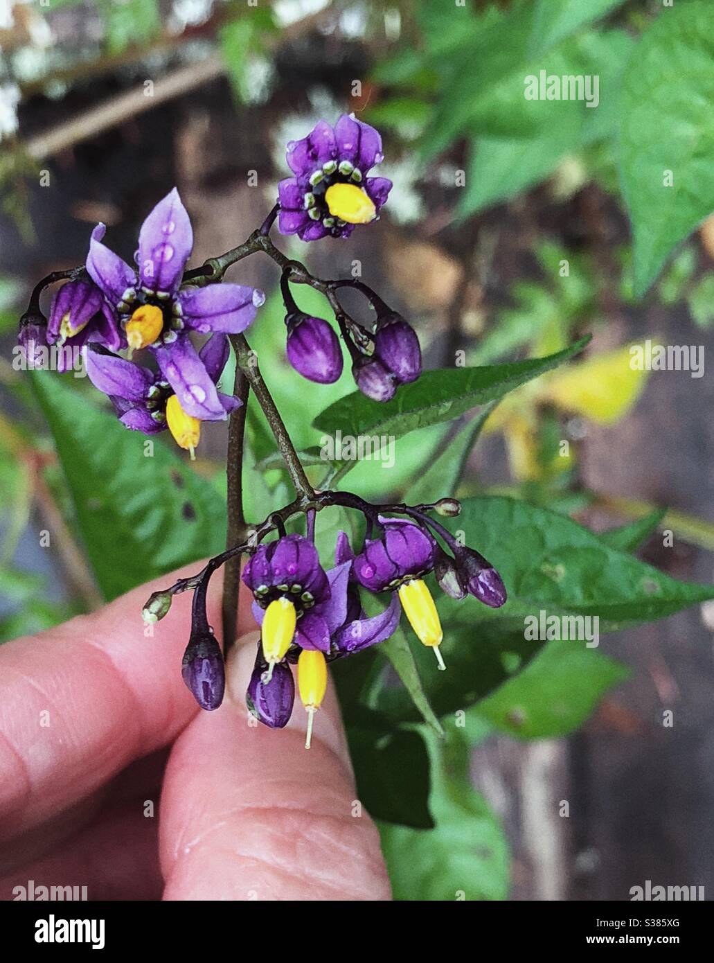 Hält bittersüßen Nachtschatten in voller Blüte - Smartphone-aufgenommenes Stockfoto