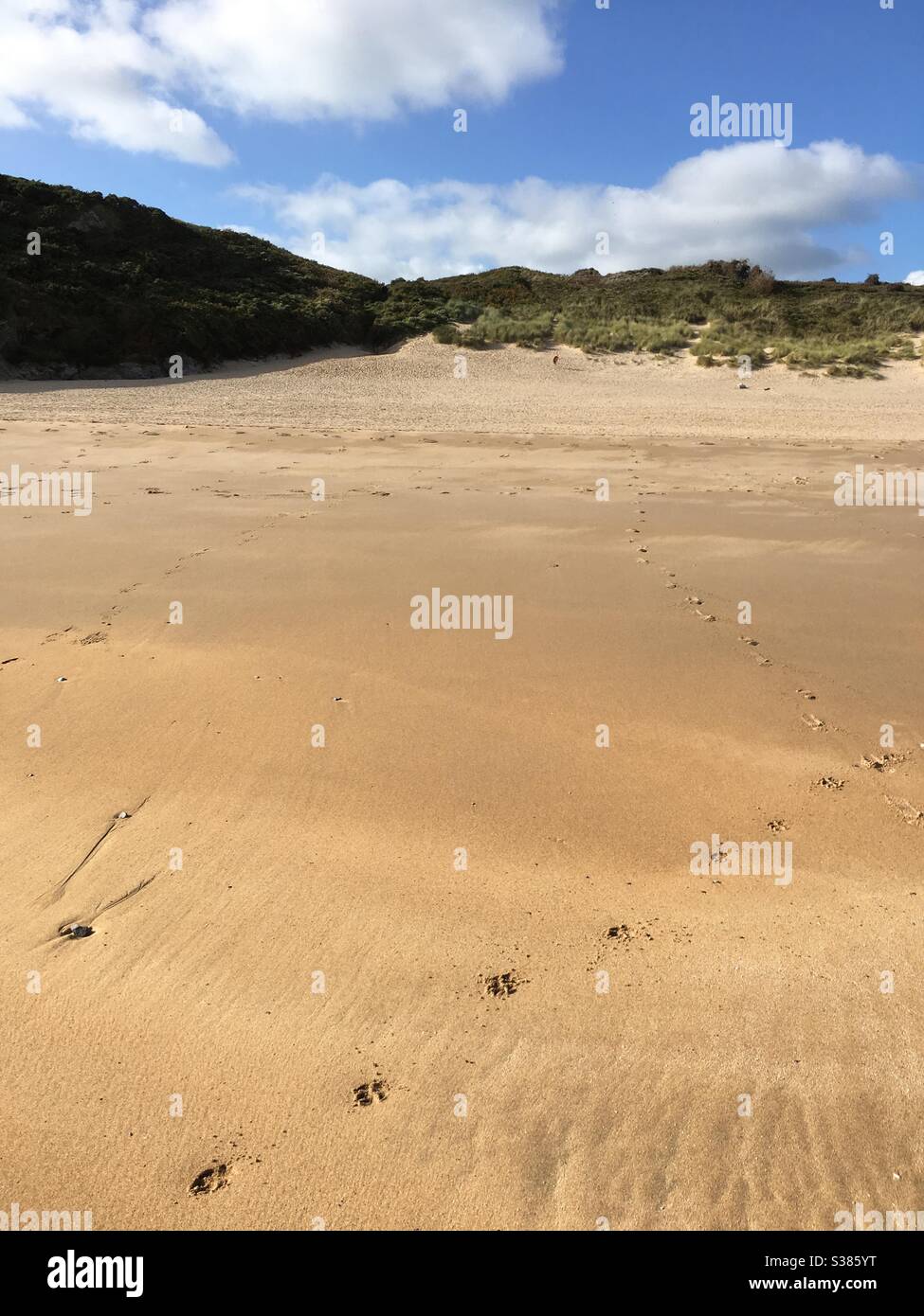Pfote druckt im Sand an einem großen Sandstrand Stockfoto