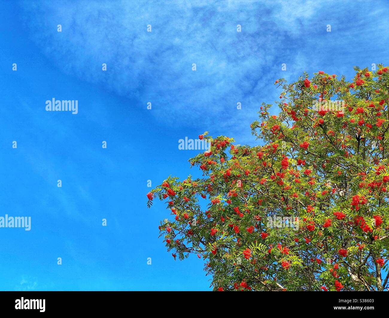 Rote Beeren auf einer Esche am Berg vor einem klaren blauen Himmel. Es ist auch als Rowan-Baum bekannt Stockfoto