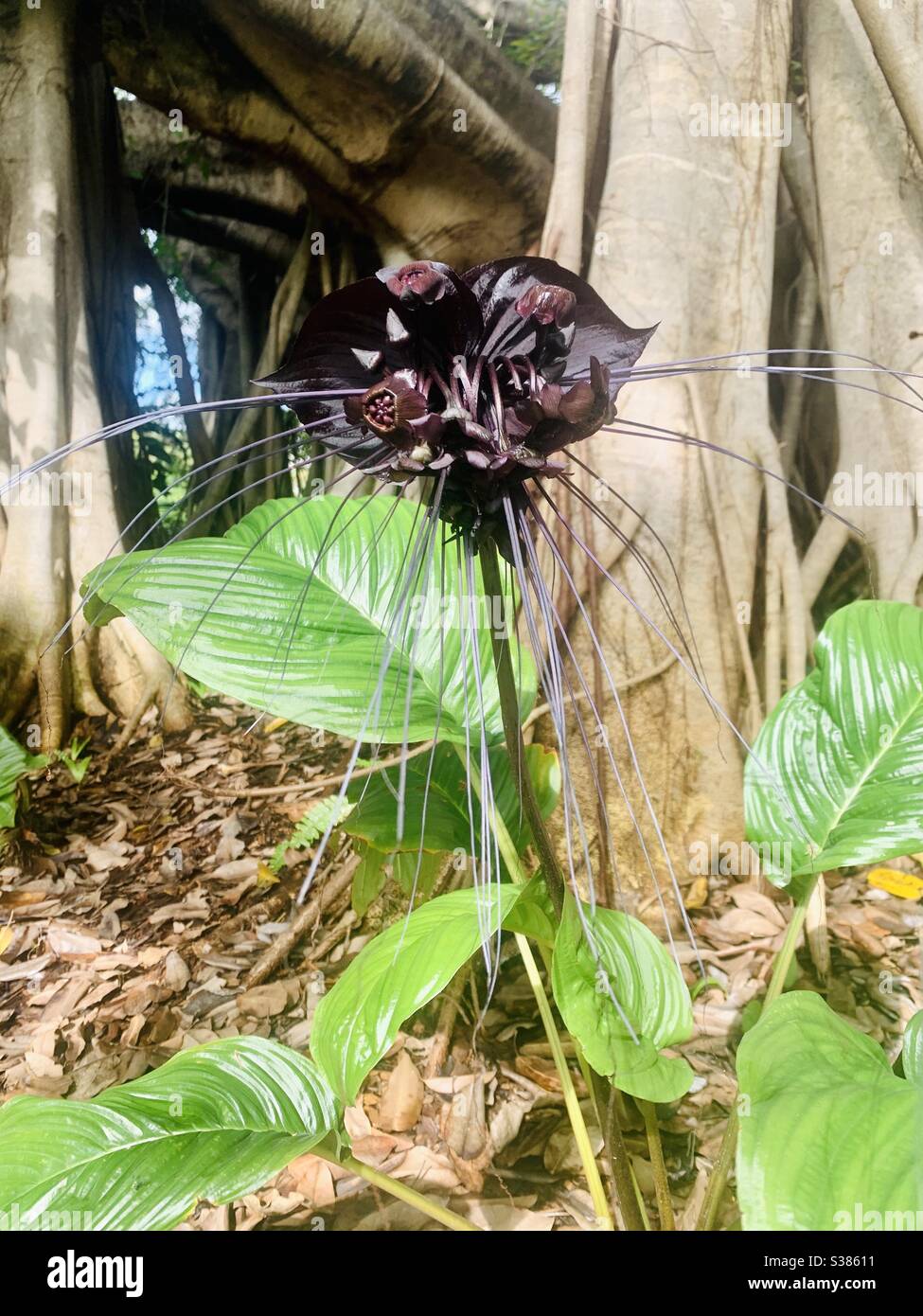 Fledermaus orchidee -Fotos und -Bildmaterial in hoher Auflösung – Alamy