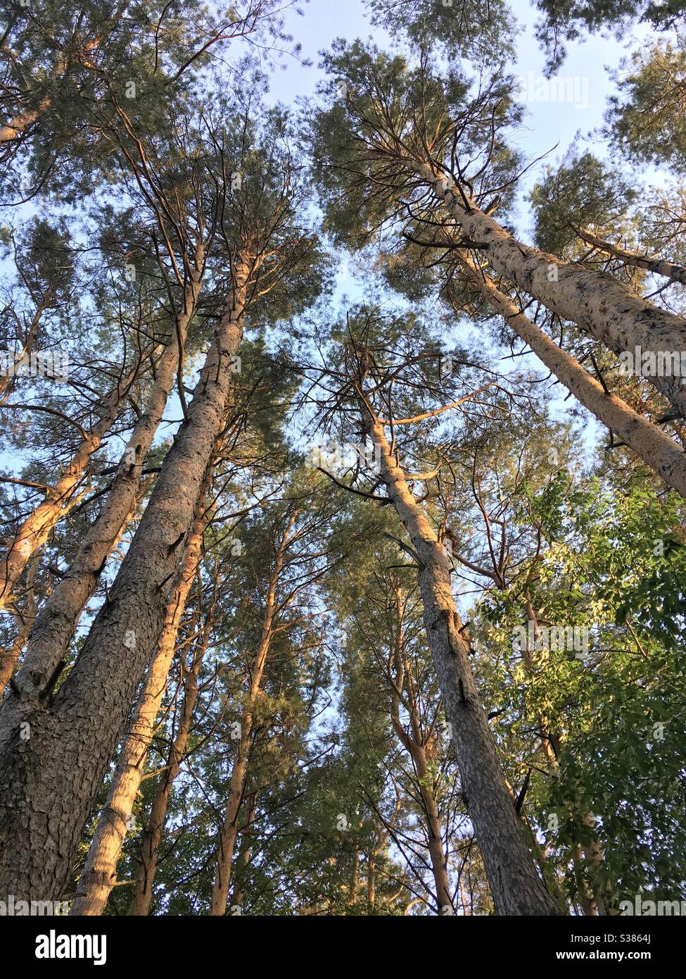 Wisconsin Wald am Nachmittag: Lange hohe Bäume im Retzer Nature Center in Waukesha Stockfoto