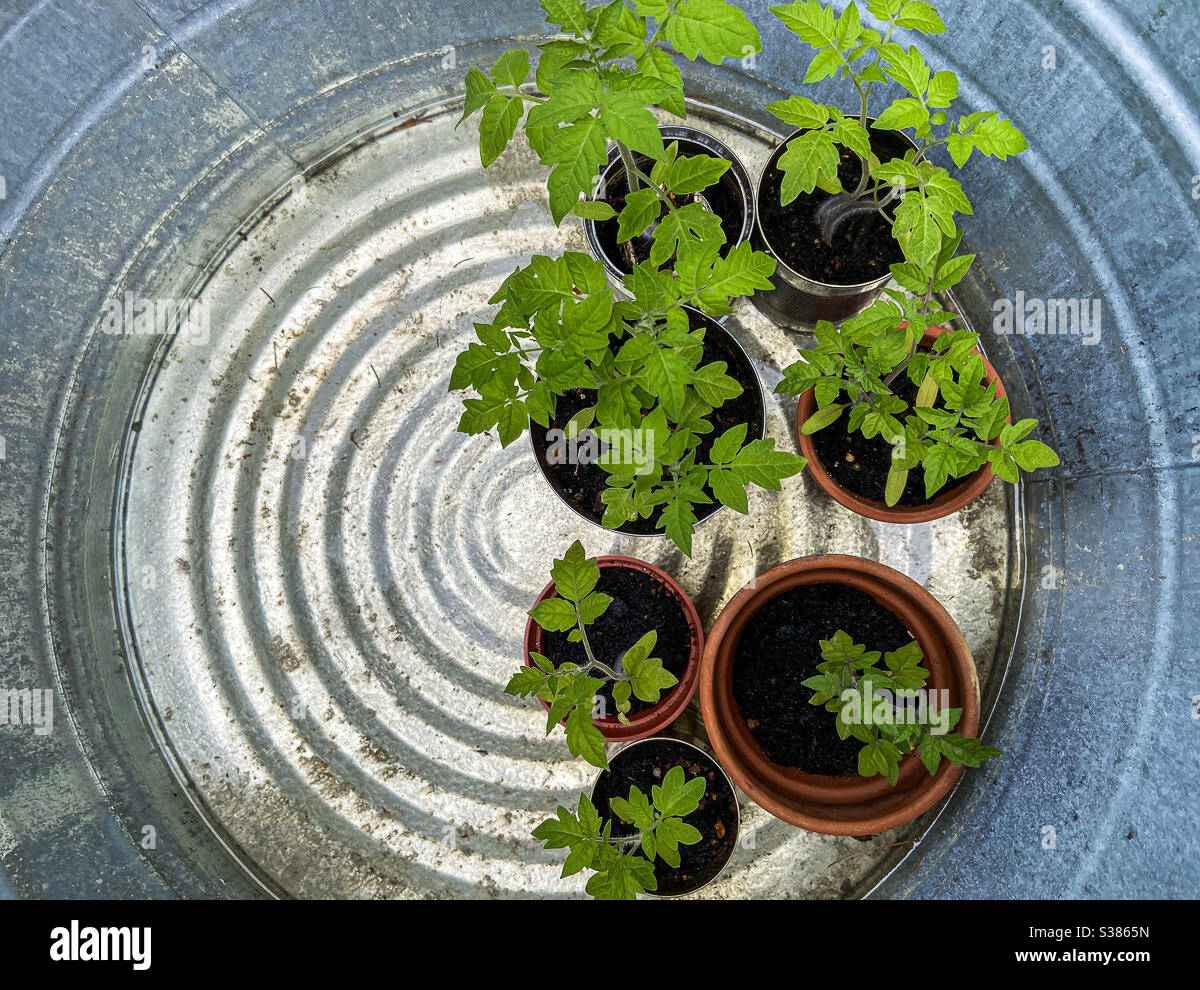 Junge Tomatenpflanzen von oben gesehen, die in Töpfen wachsen, die draußen vor der Pflanzung im Garten verhärtet werden. Grappoli d’Inverno Italienische Wintertrauben Tomaten. Stockfoto