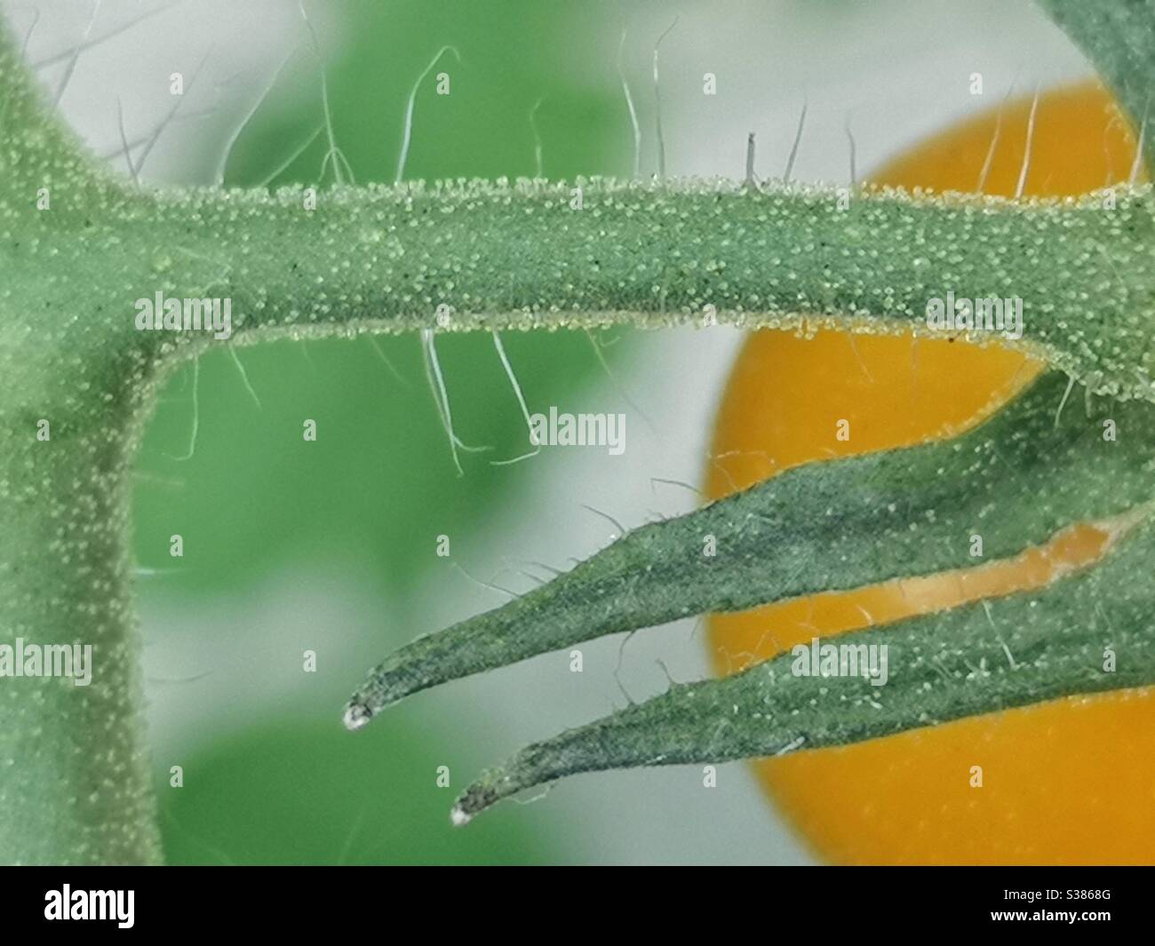 Makro-Aufnahme von gelben Tomaten auf Weinstock - Smartphone-aufgenommenes Stockfoto