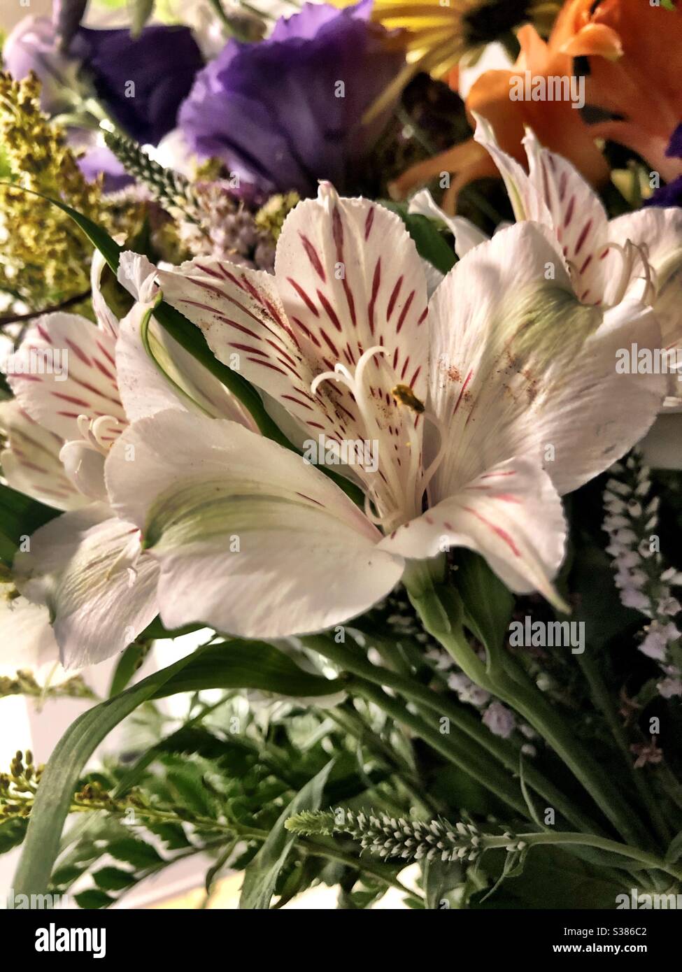 Blumenarrangement Nahaufnahme Stockfoto
