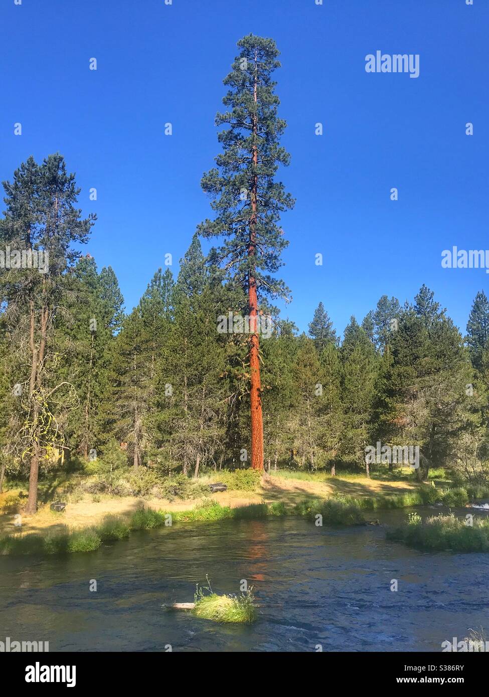 Extrem hohe Mammutbaumkiefer Stockfoto