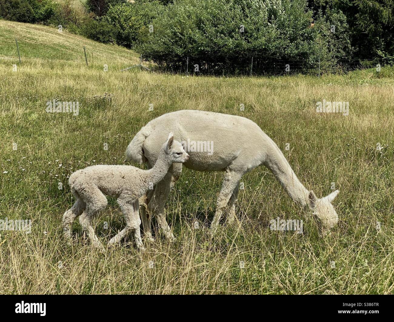 Alpakas im Feld, Stuttgart, Deutschland - Smartphone-aufgenommenes Stockfoto