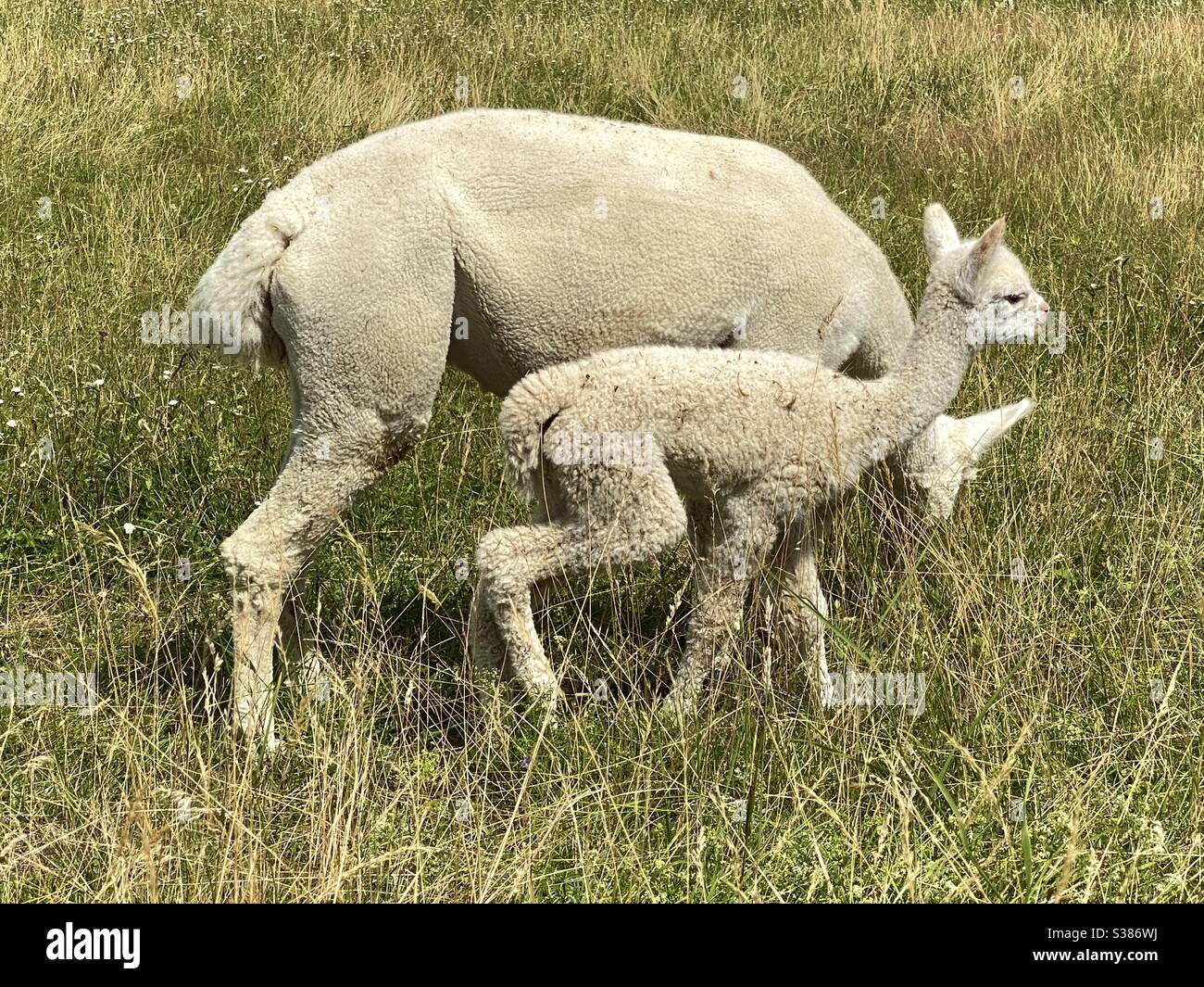 Alpakas auf dem Feld, Deutschland - Smartphone-aufgenommenes Stockfoto
