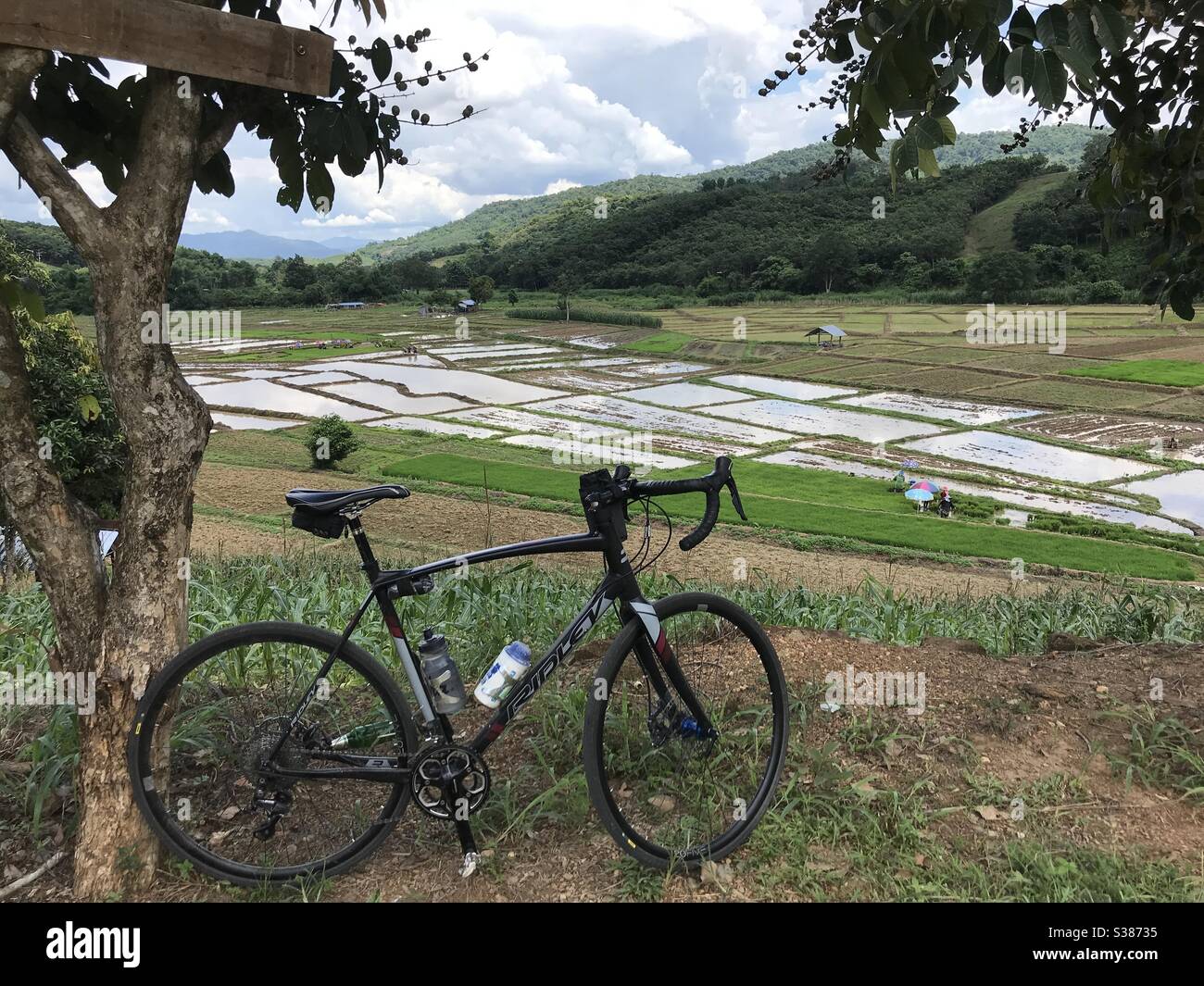 Radfahren rund um Reisfelder in Thailand y Stockfoto