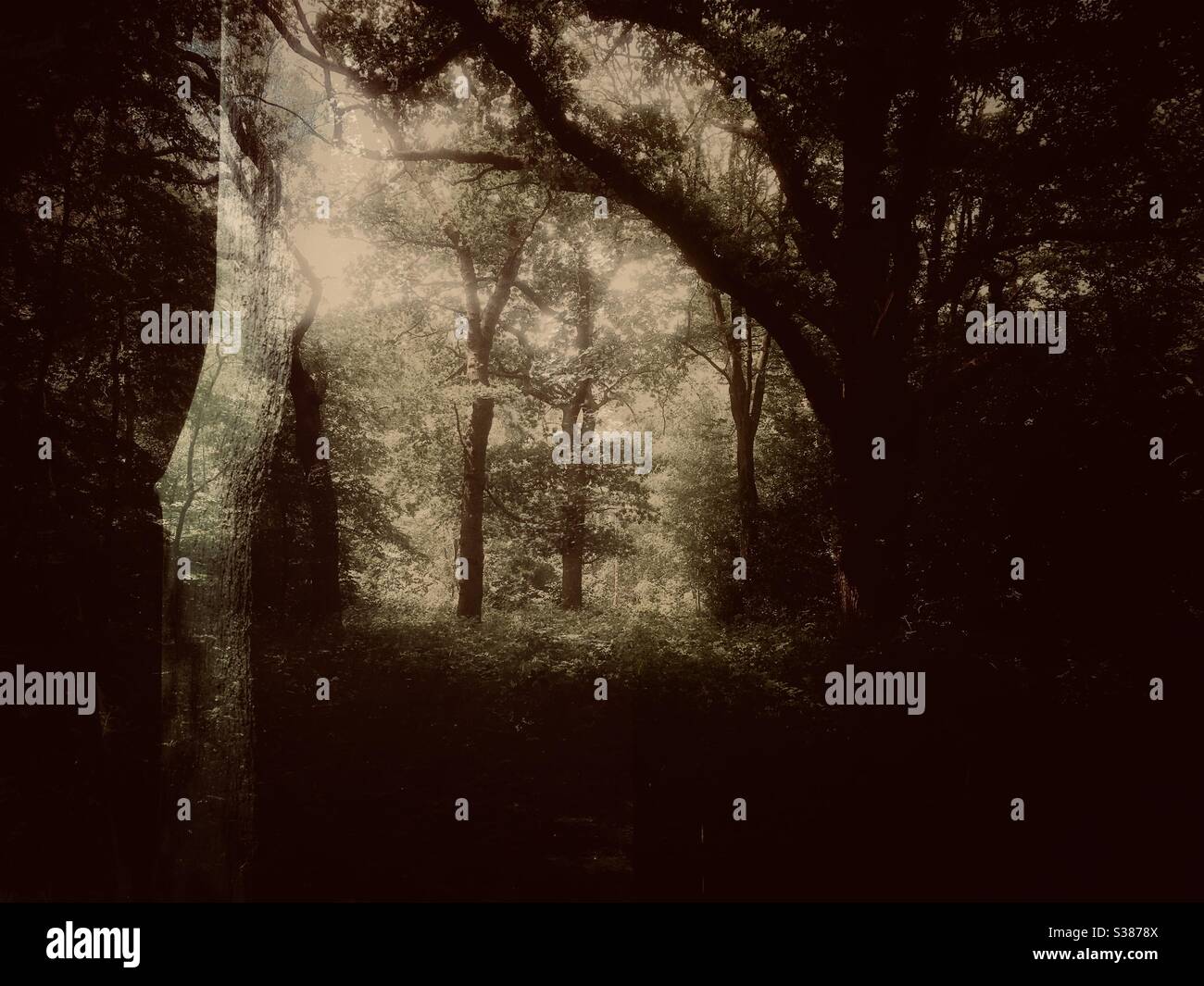 Fantasy Composite-Bild von Bäumen in einem Wald Einstellung zeigt Schatten Beleuchtung und Struktur Stockfoto