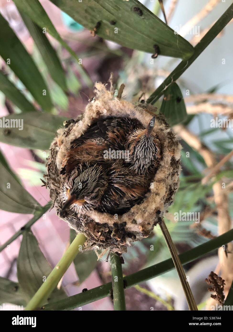 Zwillingskolibri wachsen zusammen in ihrem Nest. Stockfoto