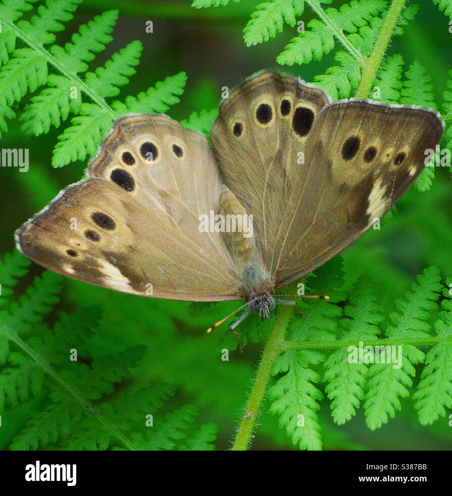 Schmetterling aus dem nördlichen Perlauge Stockfoto