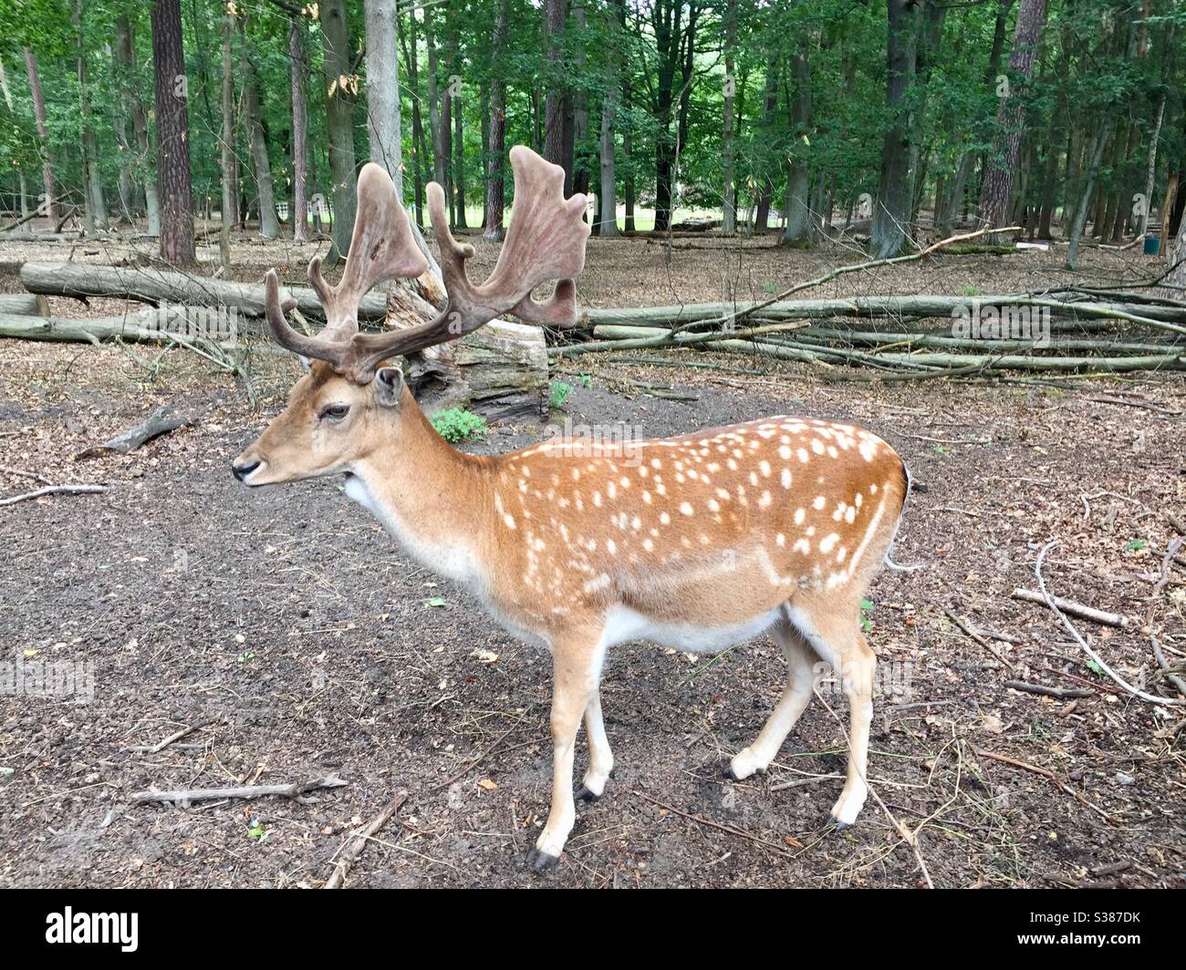 Damwild mit Geweih Stockfoto