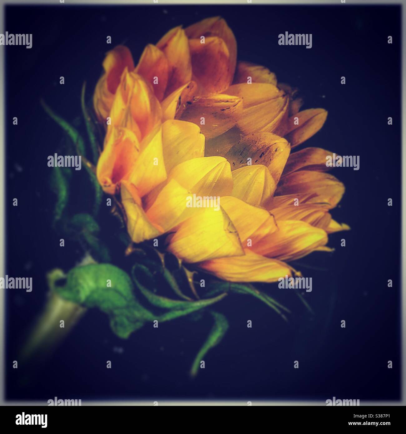 Sonnenblumen Stilleben. Stockfoto