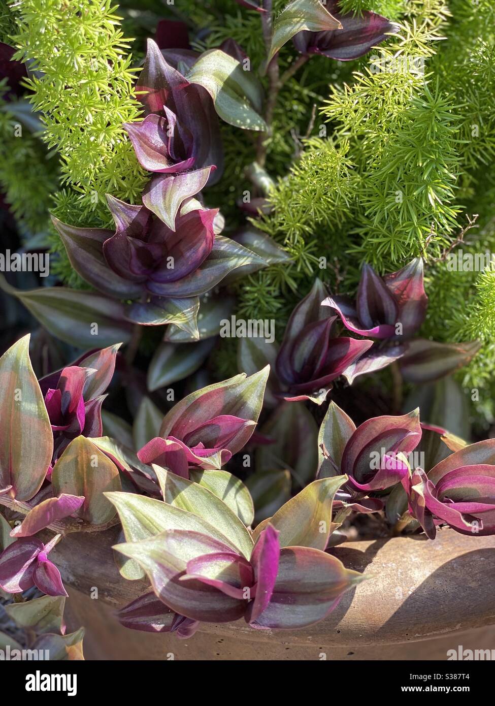 Blumentopf mit bunten juden und Farn - Smartphone-aufgenommenes Stockfoto