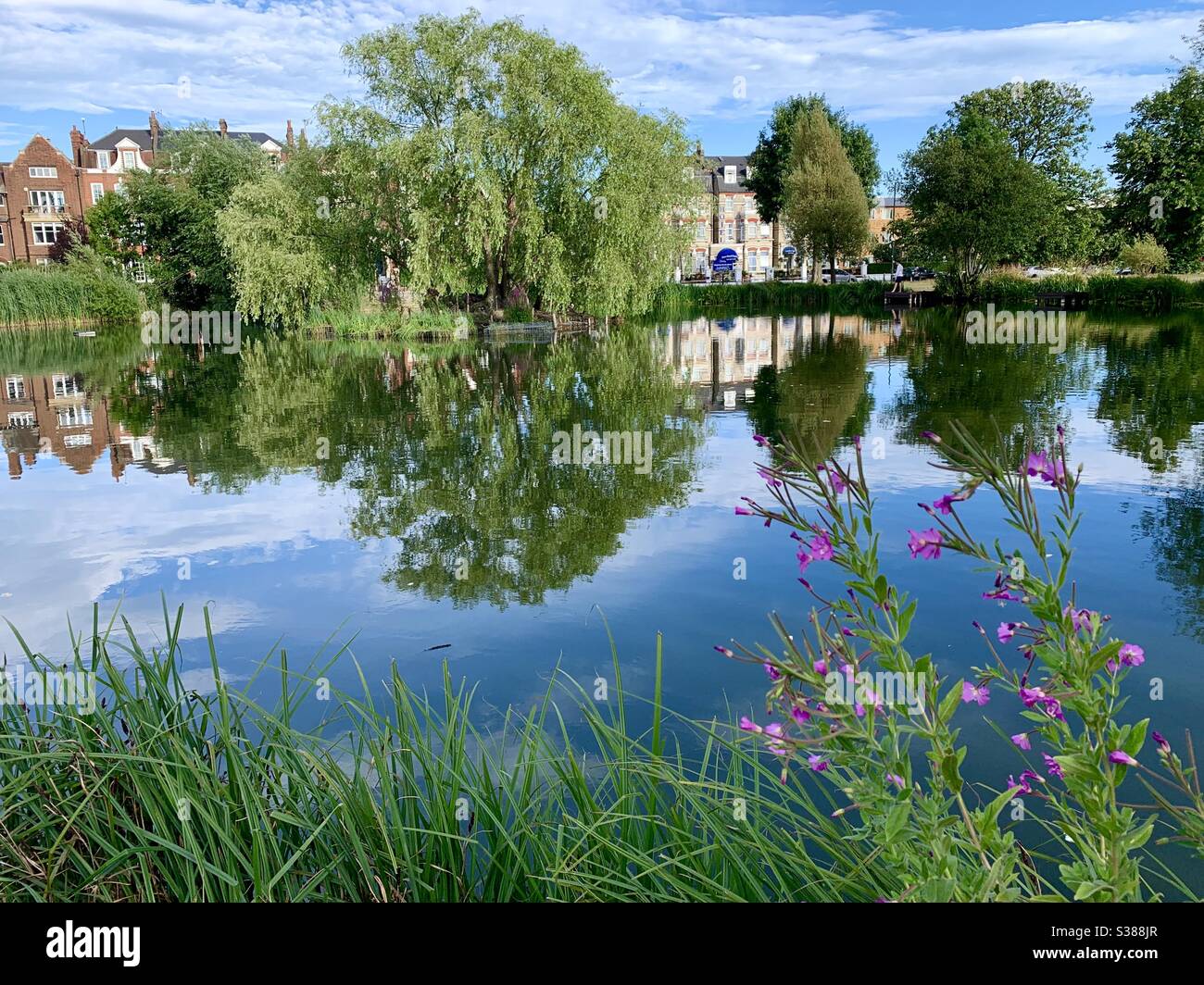Spiegelung von Bäumen und Häusern in Clapham Teich - Smartphone-aufgenommenes Stockfoto