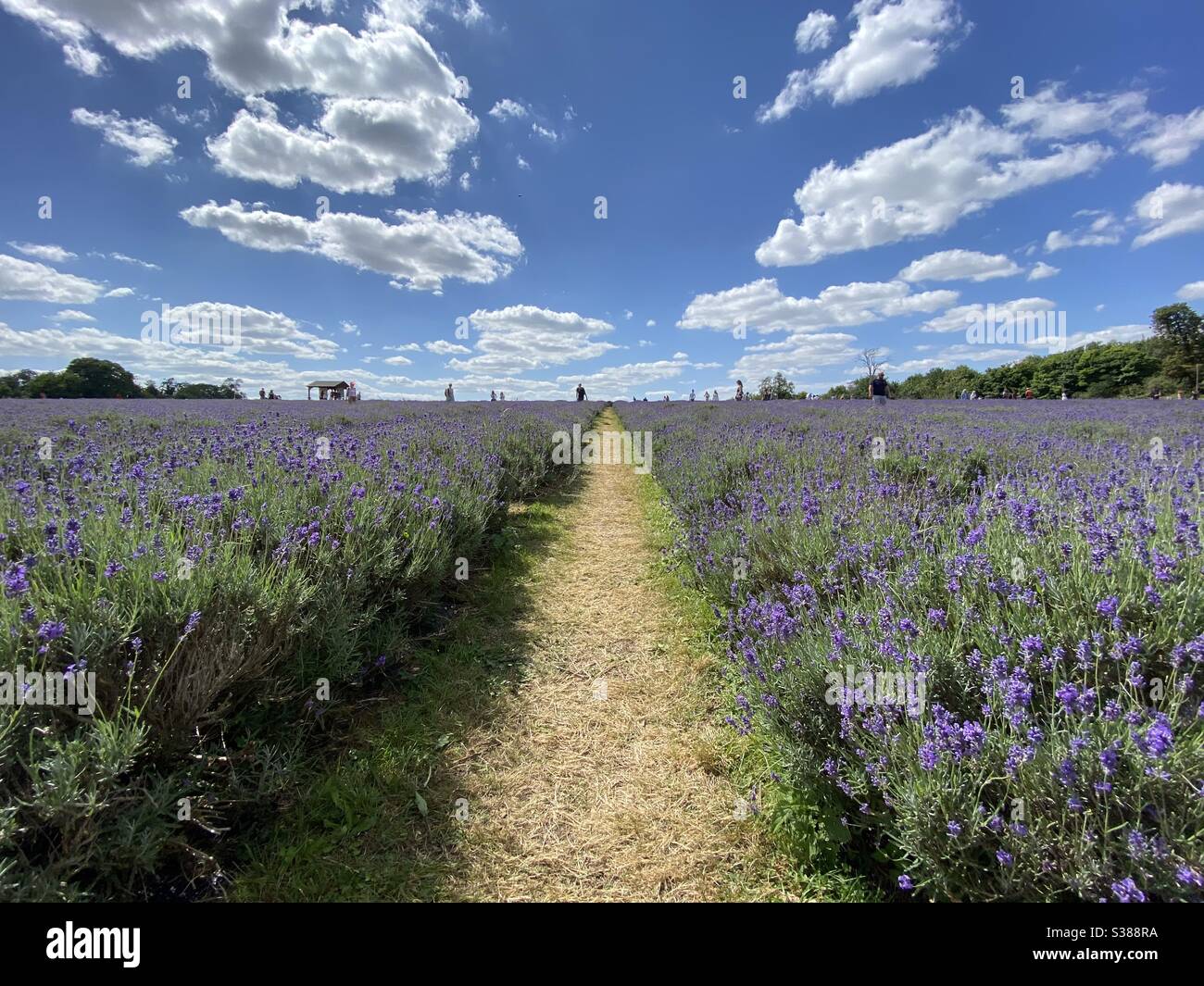 Lavender farm Stockfoto