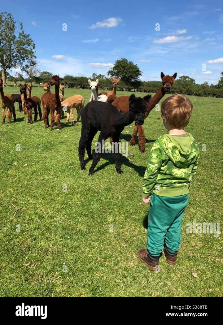 Neugieriges Kleinkind, das neugierige Alpakas anschaut - Smartphone-aufgenommenes Stockfoto