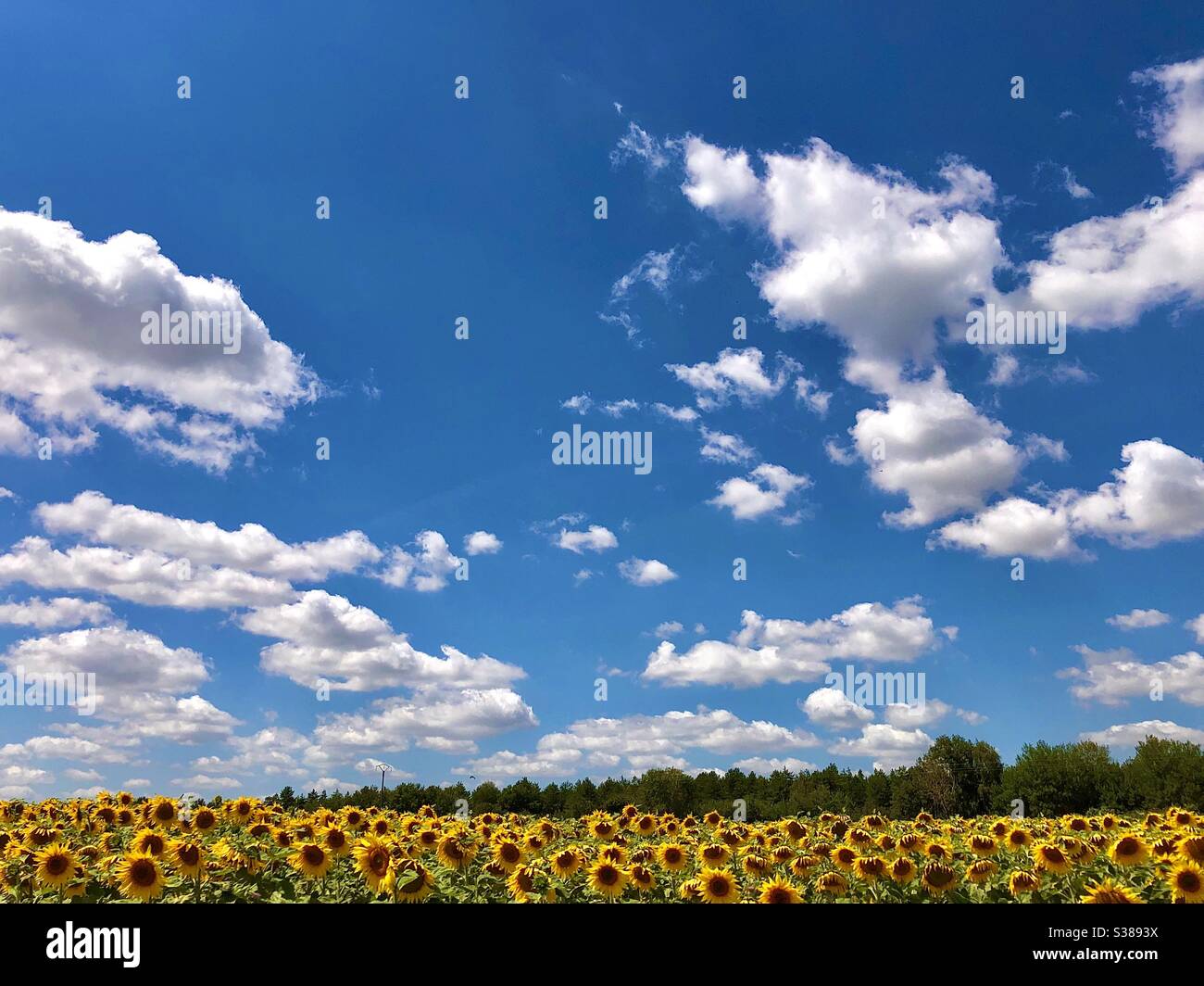 Französische Landschaft aus Sonnenblumen und Wolken in einem blauen Himmel aus einem fahrenden Auto. Stockfoto
