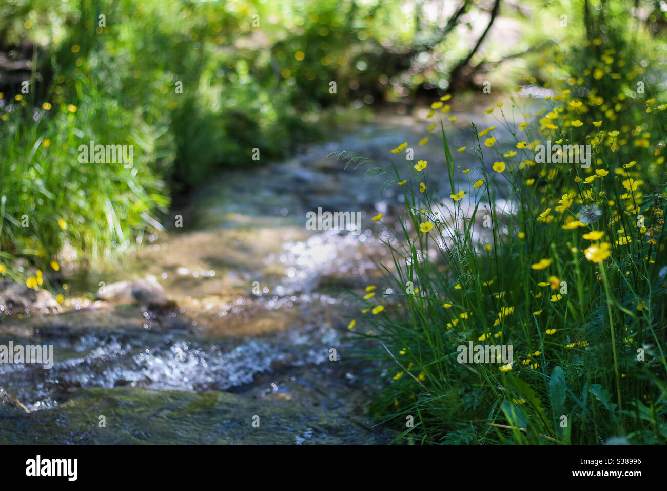 Fluss umgeben von gelben Wildblumen - Smartphone-aufgenommenes Stockfoto
