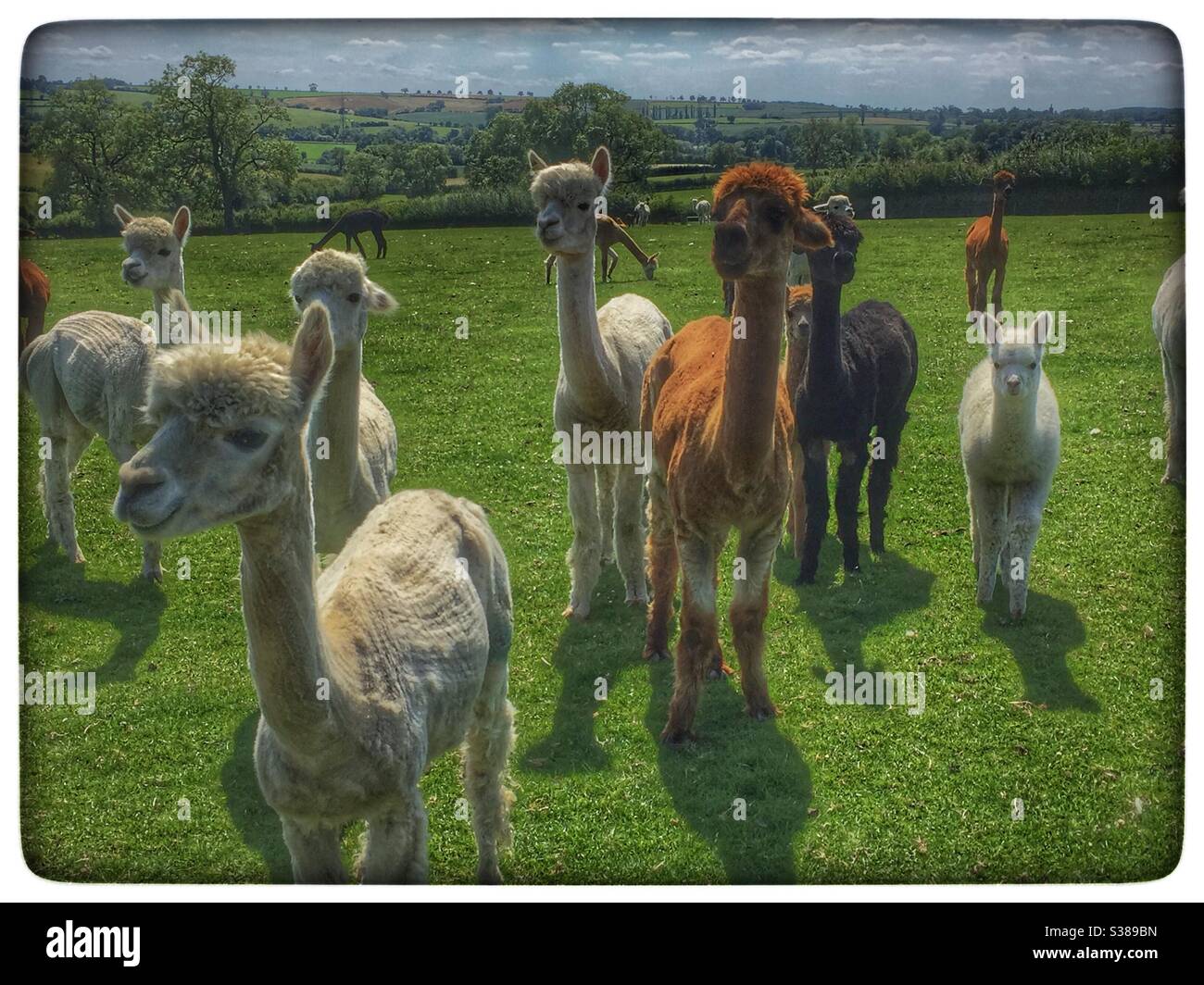 Weißer Rahmen aus Alpakas - Smartphone-aufgenommenes Stockfoto