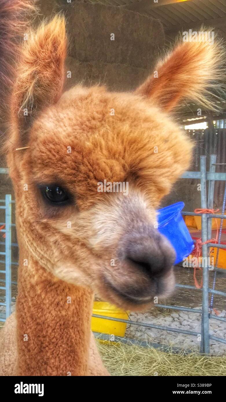 Brauner Alpaka-Kopf - Smartphone-aufgenommenes Stockfoto