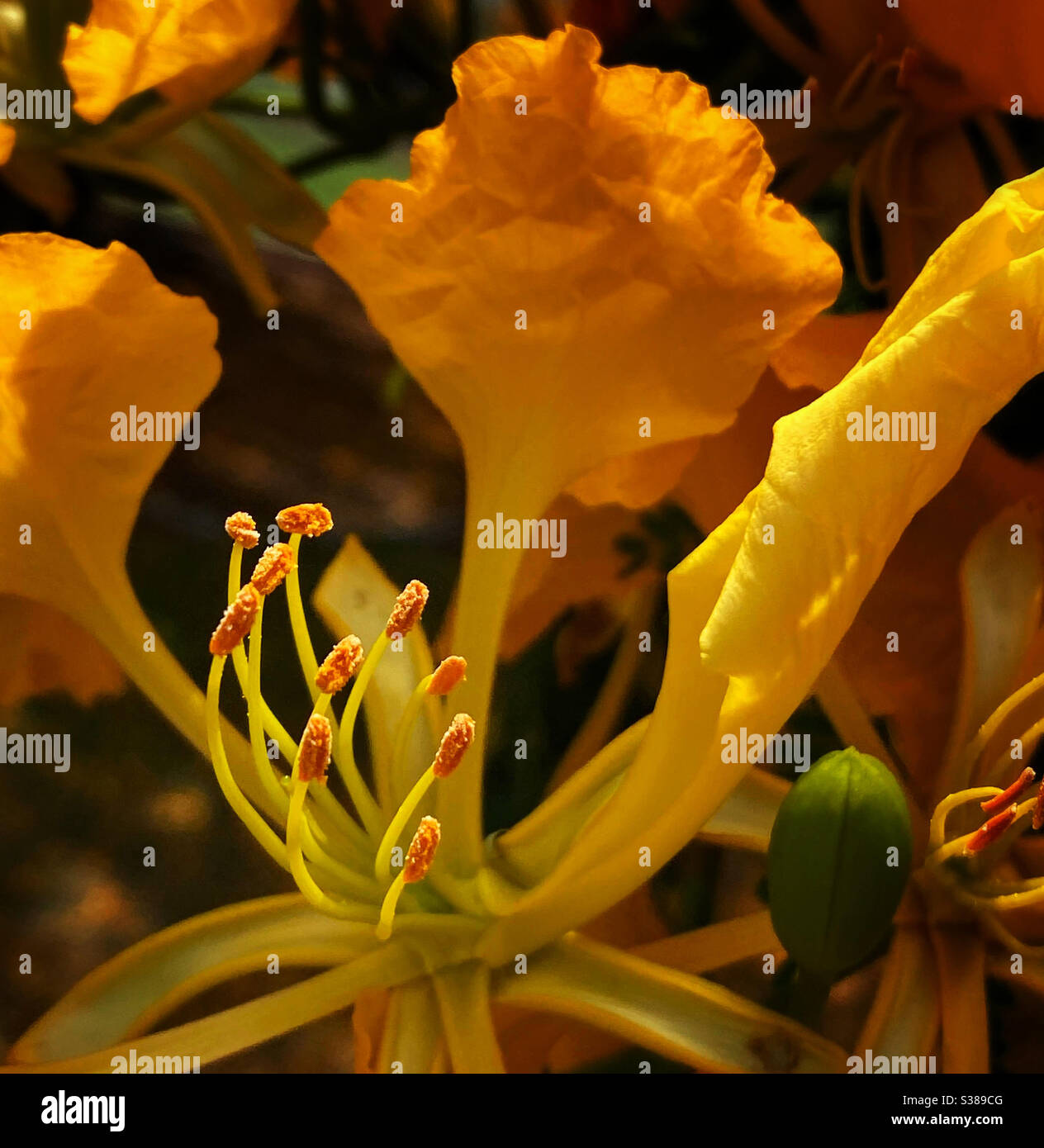Nahaufnahme der Staubgefäße und Antheren einer gelben poinciana-Blume Stockfoto