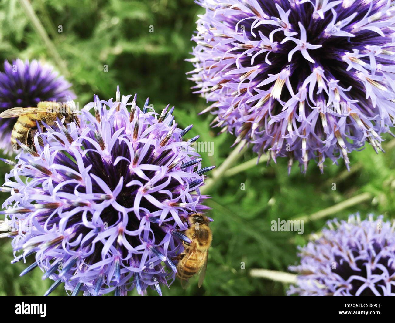 Echinops Blütenköpfe und Honigbienen Stockfoto