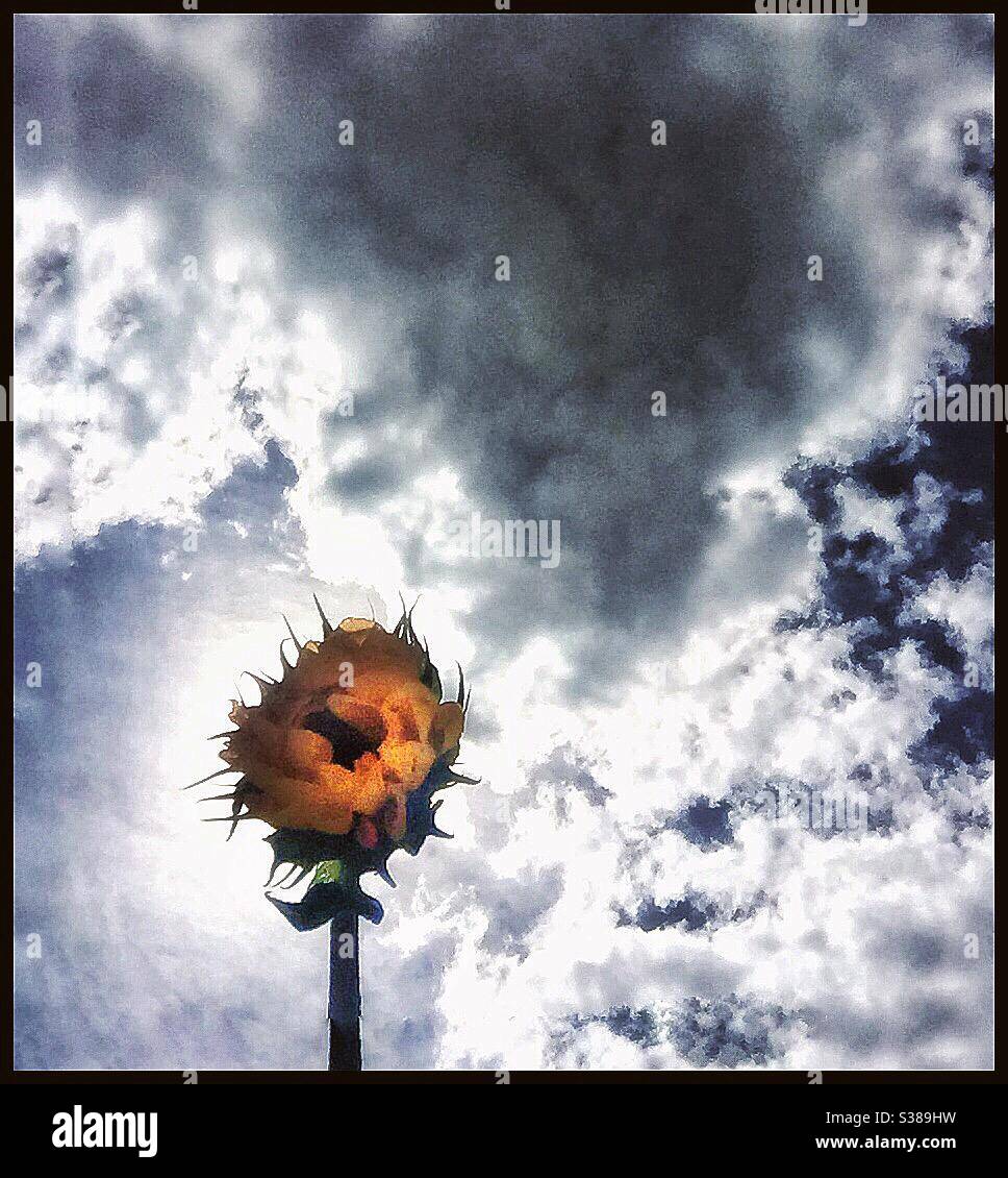 Sonnenblumen und wolkenloser Himmel. - Smartphone-aufgenommenes Stockfoto