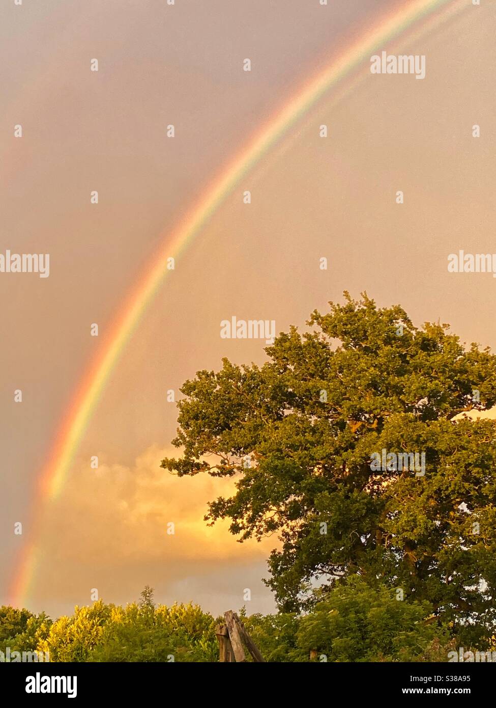 Regenbogen über einem Baum - Smartphone-aufgenommenes Stockfoto