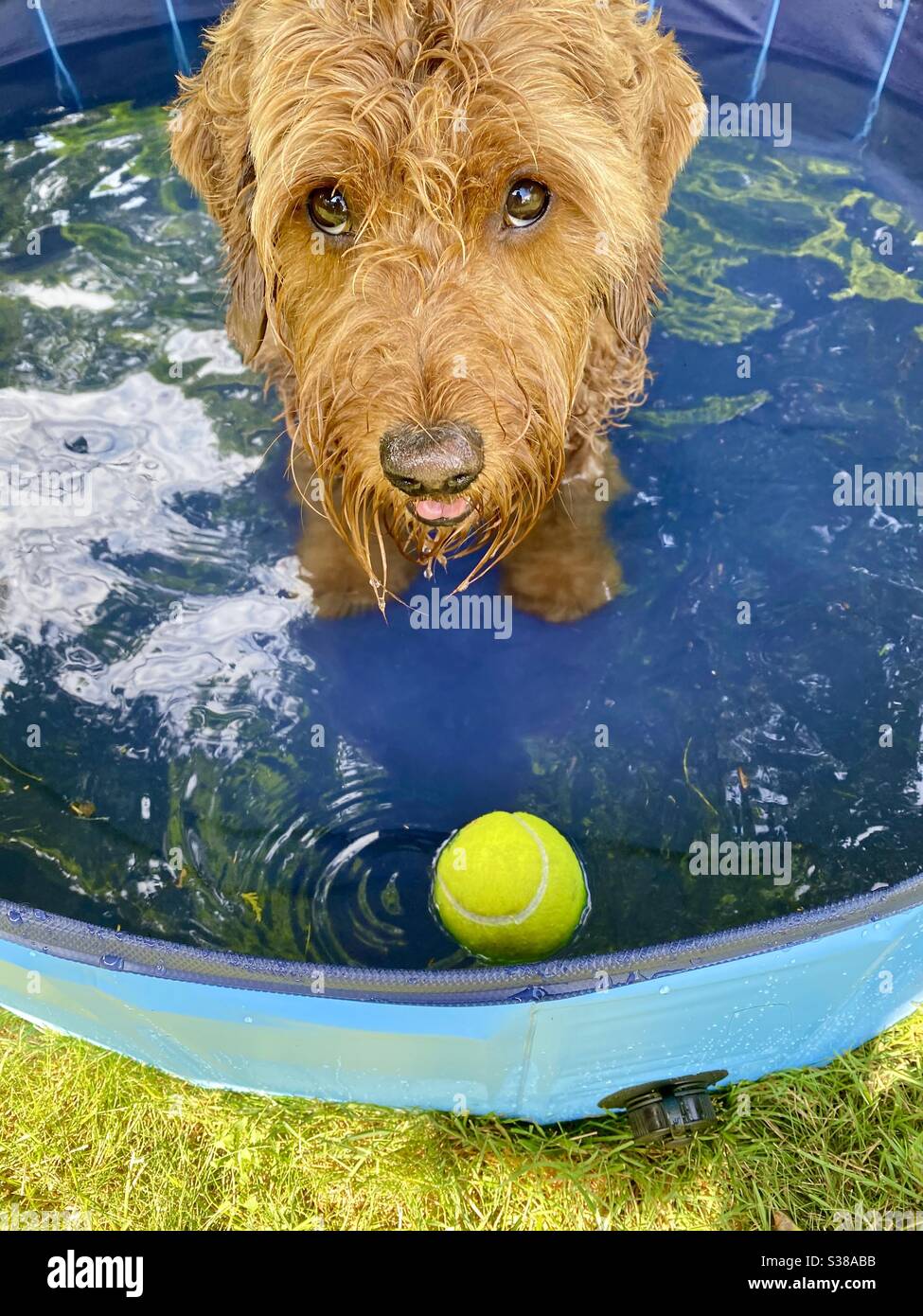 Hunde Tage im Sommer. Miniatur-Goldkritzel genießen das kühle Wasser in kleinen Pool an einem heißen Sommertag. Stockfoto