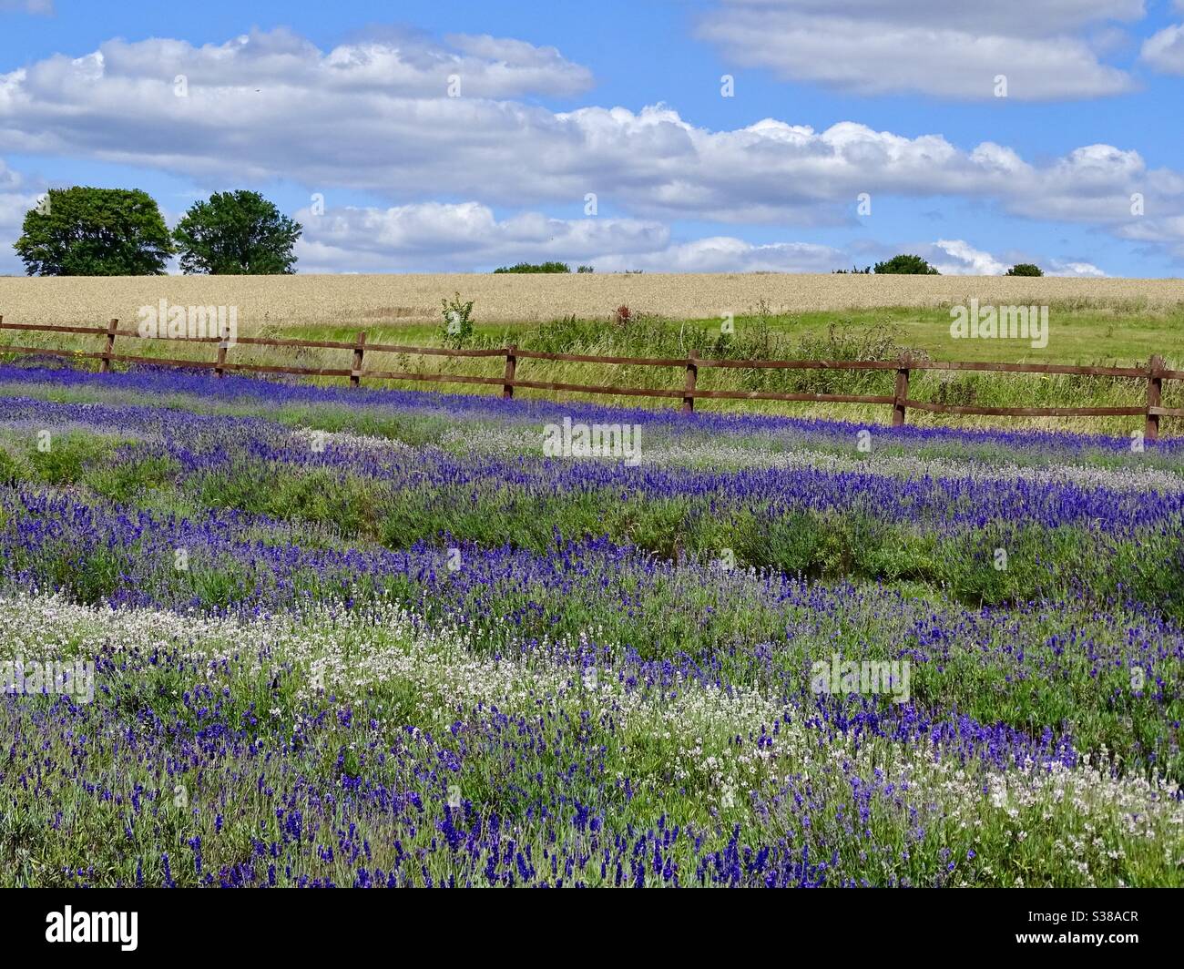 Lila und weiße Lavendel Blumenfelder in England Stockfoto