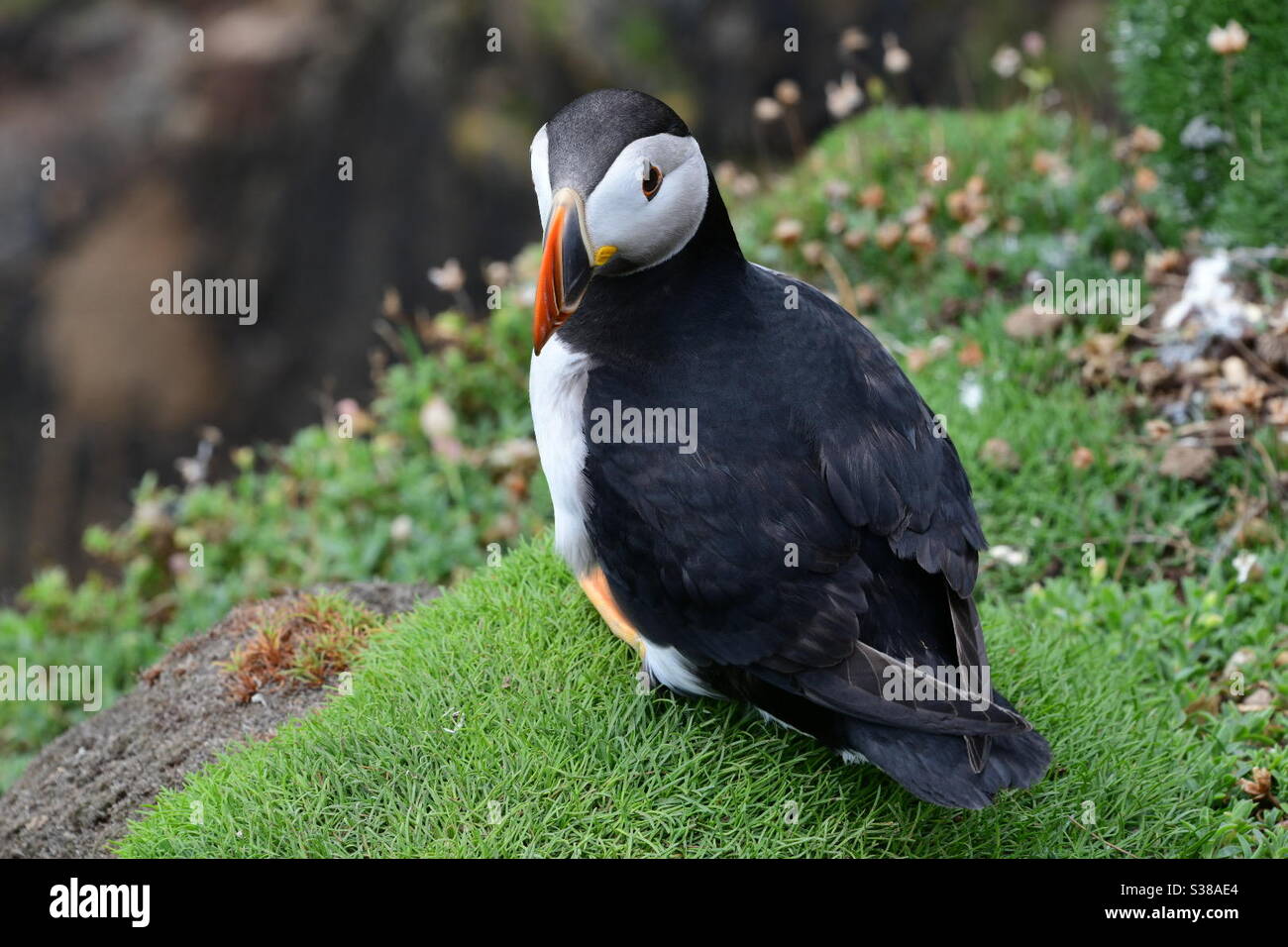 Puffin Vogel auf Saltee Island, Irland, Co.Wexford Stockfoto