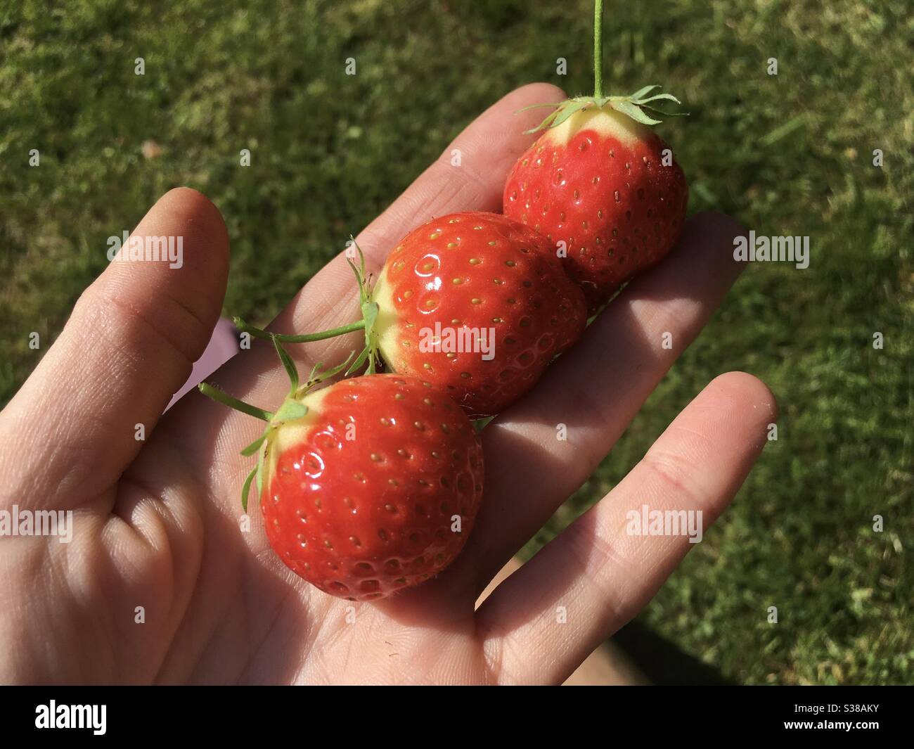 Frisch gepflückte britische Erdbeeren Stockfoto