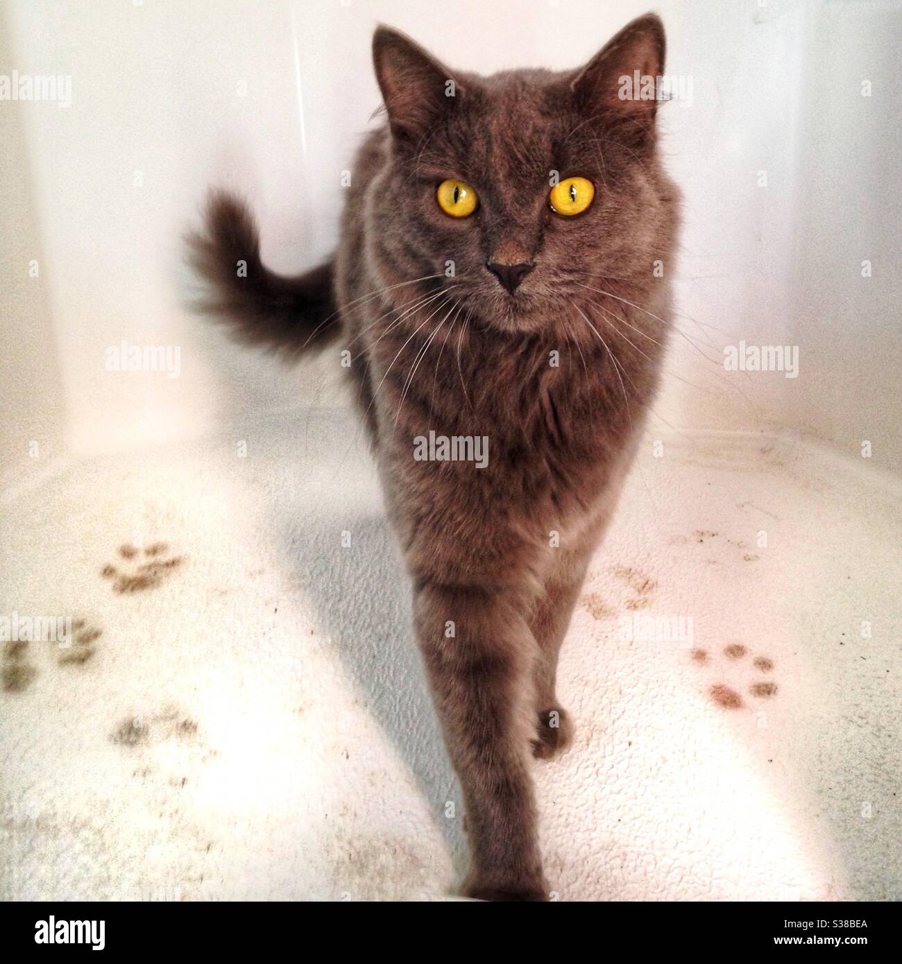 Schlammigen Pfoten Stockfoto