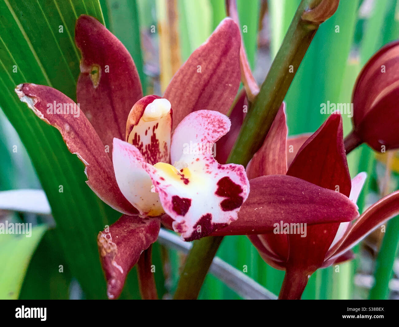 Schöne kastanienfarbene Cymbidium Orchidee Blume in voller Blüte - Smartphone-aufgenommenes Stockfoto