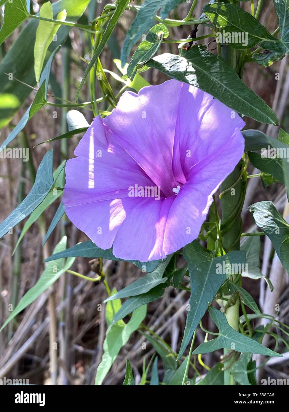 Lila Wildblume mit Sonnenlicht und Schatten an der Bucht Stockfoto