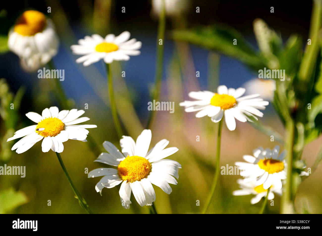 Fünf Gänseblümchen an einem sonnigen Sommertag - Smartphone-aufgenommenes Stockfoto