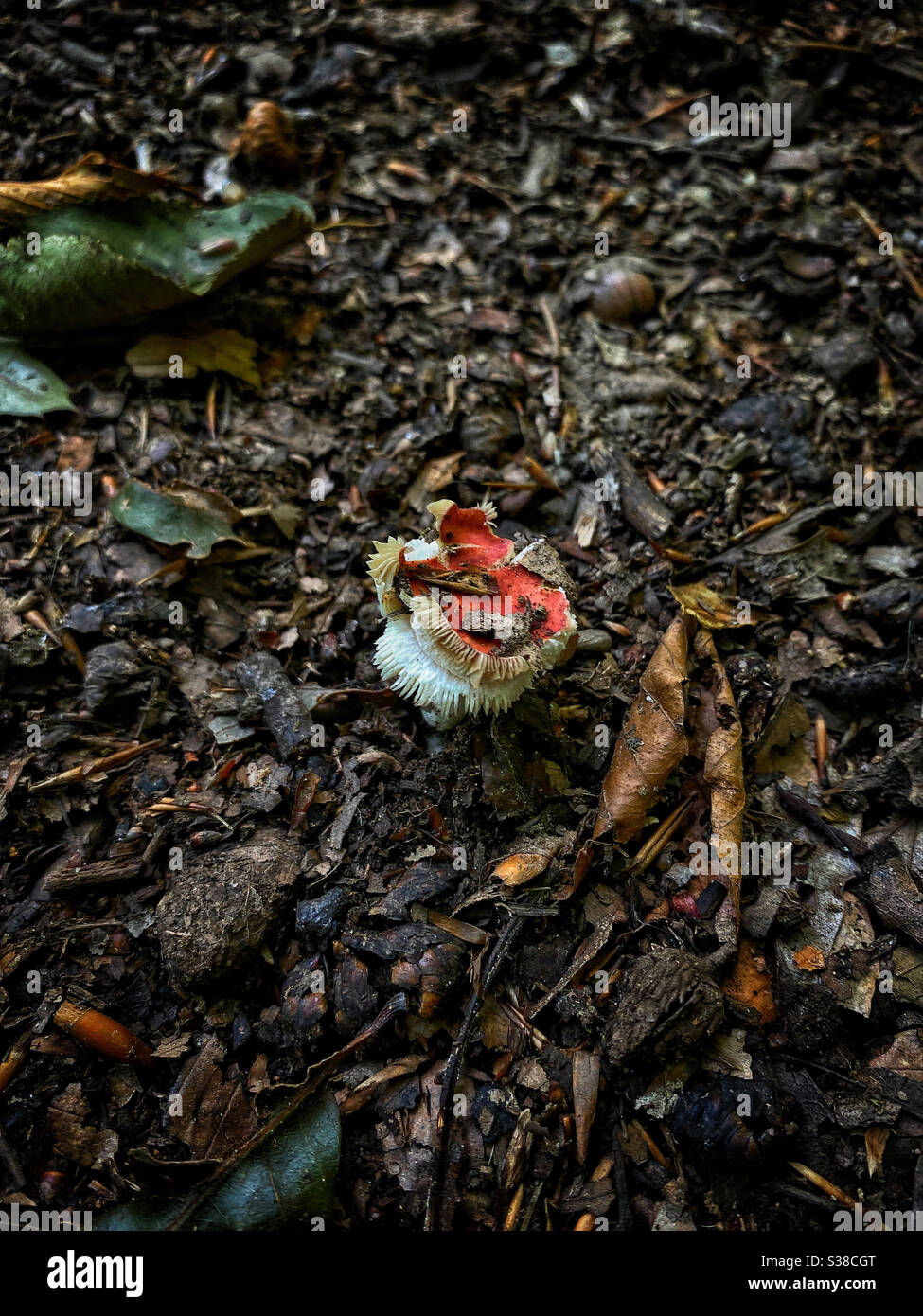 Pilz auf dem Waldboden auf Staten Island, New York Stockfoto