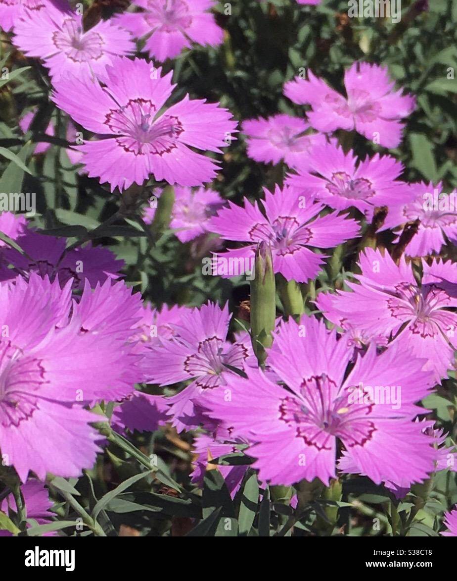 Violette Blumen Stockfoto